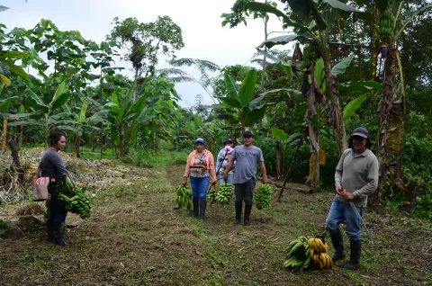 Práctica de fortalecimiento agroecológico en la parroquia Chaucha (foto 1)