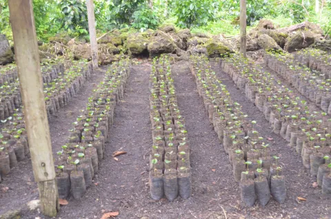 Práctica agroecológica en Galápagos con la Fundación FUNCAVID (foto 4)